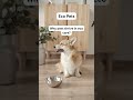 Eco-Friendly Pet Care Tips | Sustainable Dog Hacks-Eco Tips for Dog Owners | GoEcoPaw Hacks