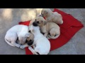 Puppy politics