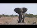 Watch Spectacular Large Tusker Elephant In Action