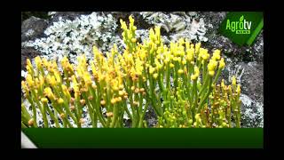 Ciri-ciri Tumbuhan Paku (Pteridophyta)