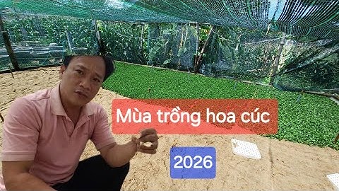 Mùa trồng hoa cúc tết 2026 bắt đầu