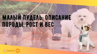 Малый пудель: описание породы, рост и вес