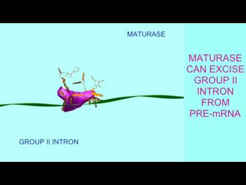 Video: Bioteknologiska Tillämpningar Av Mobila Grupp II-introner Och Deras Omvända Transkriptaser: Geninriktning, RNA-seq Och Icke-kodande RNA-analys