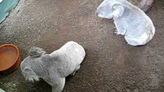 Two frisky koalas at Featherdale Wildlife Park.