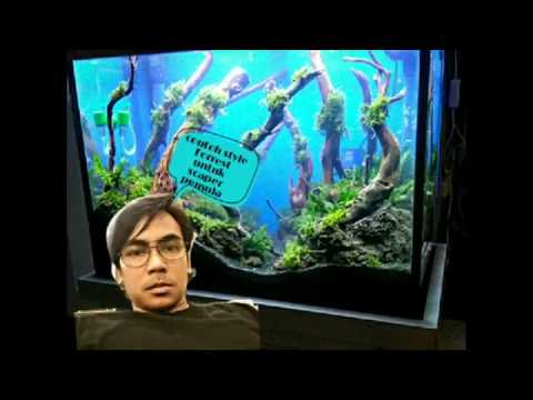 aquascape-jungle-style-|-setup-aquascape-(rainforest-style)