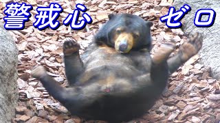動物 完全無防備な可愛いクマさん マレーグマ Sun Bear Youtube