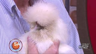 Chicken as a pet!? Find out how to bring this Silkie Chick home