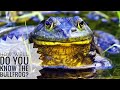 Bullfrog || Descriptions, Characteristics and Facts!