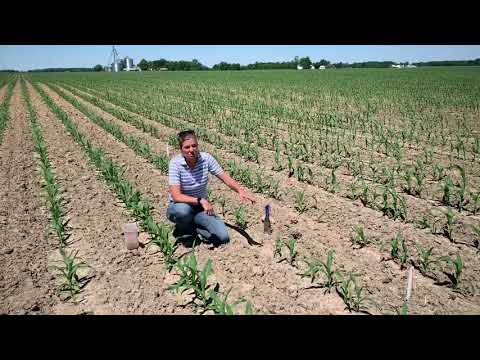 Video: Fusarium Blight Of Corn Seedlings