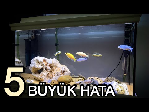 Video: Akvariumda Su Niyə Yaşıl Olur?