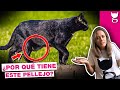 ¿A TU GATO LE CUELGA LA PIEL EN LA BARRIGA? 😹 BOLSA PRIMORDIAL EN GATOS | LA GATERÍA TV