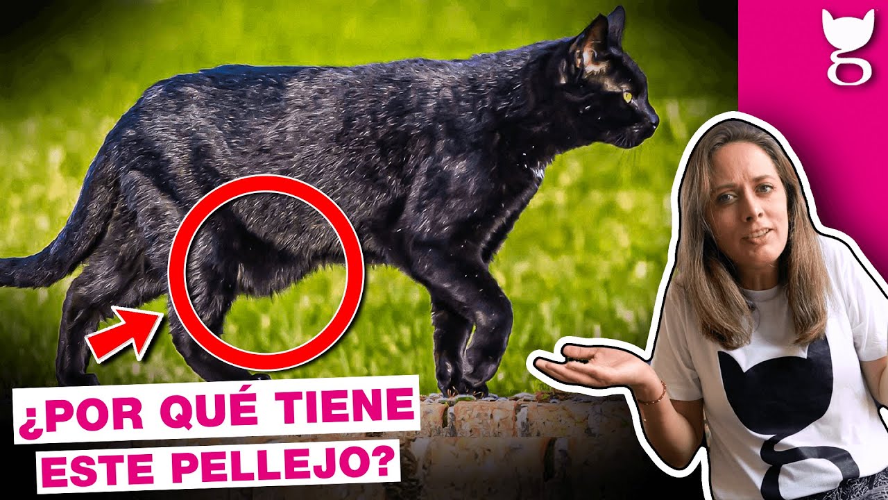 ¿A TU GATO LE CUELGA LA PIEL EN LA BARRIGA? 😹 BOLSA PRIMORDIAL EN GATOS LA GATERÍA TV YouTube ¿A TU GATO LE CUELGA LA PIEL EN LA BARRIGA? 😹 BOLSA PRIMORDIAL EN GATOS LA GATERÍA TV YouTube