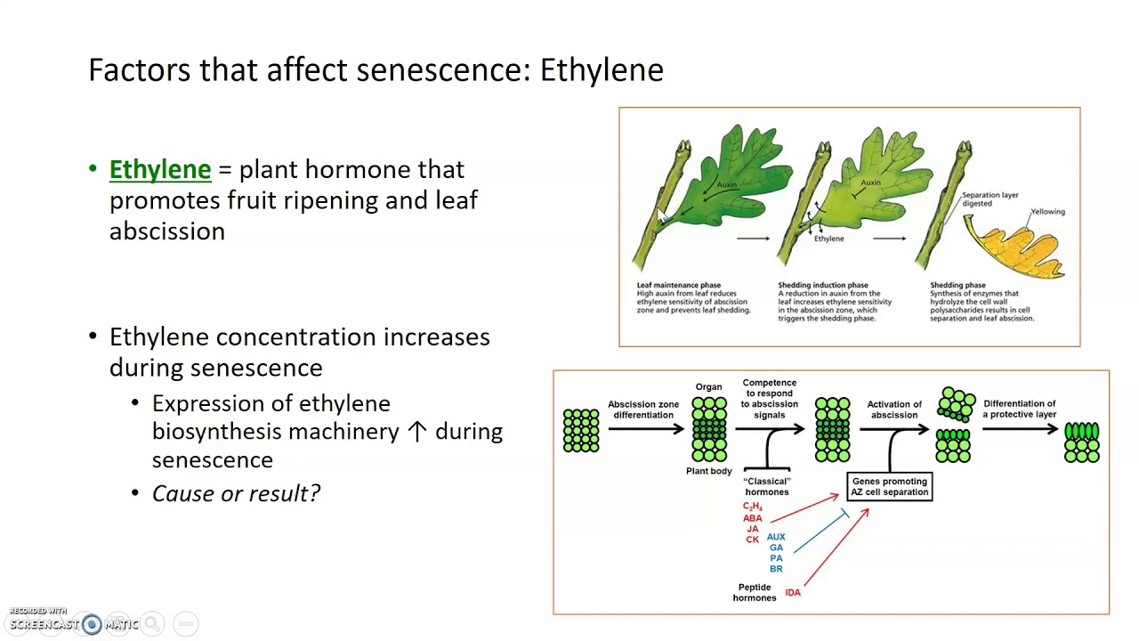 plant-senescence-ii-signals-affecting-senescence-youtube