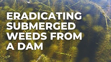 How to Remove Submerged Weeds from a Dam (for Good)