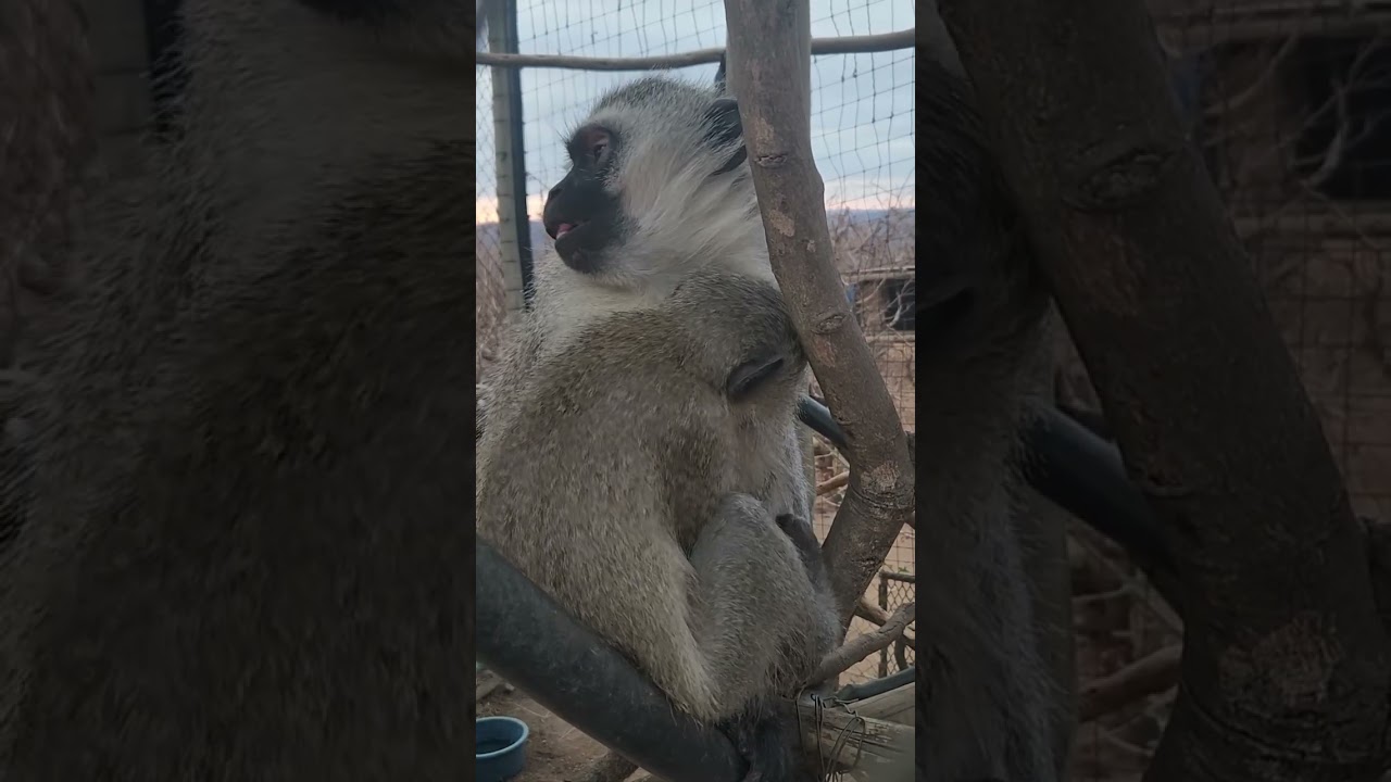Adult male monkey protects baby monkey