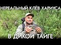 НЕРЕАЛЬНЫЙ КЛЁВ ХАРИУСА В ДИКОЙ ТАЙГЕ