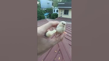White Finch Training | My Finch Came Back To Me Immediately After I Whistled