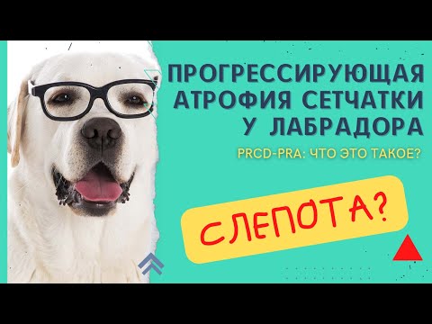 Видео: Рецепты для похудения