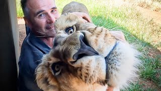 A Wild Year With Lions | The Lion Whisperer
