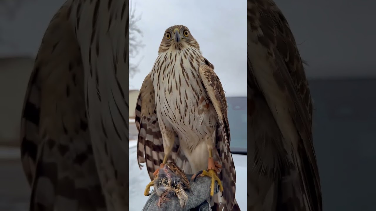 Cooper’s hawk has a rule breaking feather    