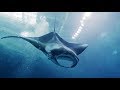 Massive Love for Manta Rays by Aquarium Love Stories