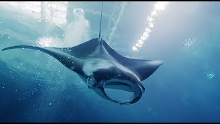 Massive Love for Manta Rays by Aquarium Love Stories