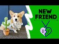 DOG PRANKS BROTHER Prank Corgi DOG PRANKS BROTHER Prank Corgi