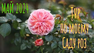 Обзор моего сада роз после дождей. Тур по саду. Розы Дэвида Остина, Роулинса, Фрайер. Розы в цвету.