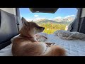 愛犬と真夏の車中泊は可能？長野県RVパーク白馬キャンプ場　三菱デリカD:5