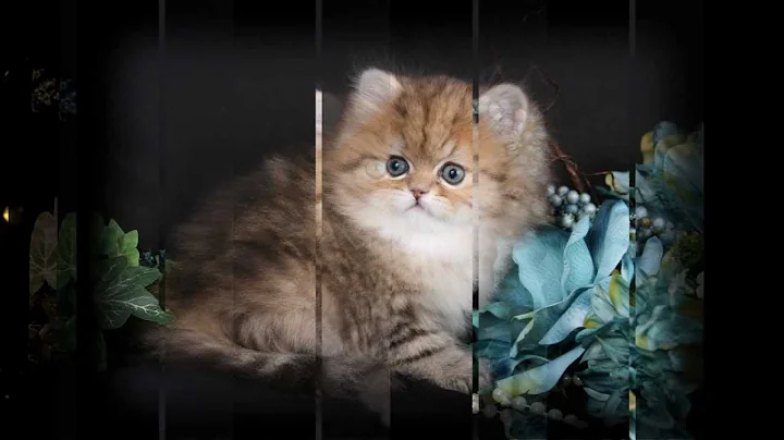 Watch the video about LIttle Bear - Chinchilla Golden Persian Kitten