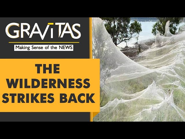 Spider Webs Conquer Australia 