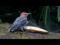 Red-crowned Woodpecker Leads Procession of Species in Panama | July 12 2025