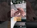 ❤️ गौ सेवा❤️ #coversong #shortvideo #trending #gausevapariwar #indiancow #india #khukhar_meldii_maa_