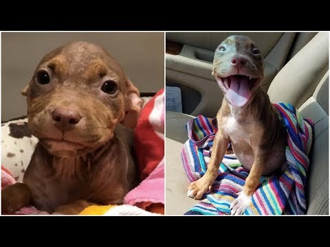 Pit Bull Puppy Is So Happy and Can't Stop Wagging Tail As She Leaves Shelter