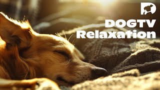 Transform Your Dog's Stress into Bliss with DOGTV Relaxation