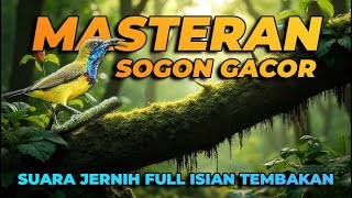 MASTERAN SOGON Full Tembak Speed Rapat Isian Kenari, Lovebird