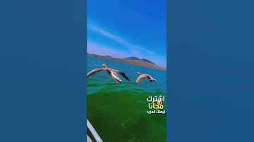سورة الفلق - القارىء حسام الدين عبادي
