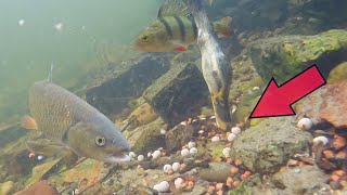 What Happens When You Pre-Bait a River W/ Boilies and Pellets!?