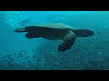 Видео морская черепаха на Мальдивах I Malives Turtule video