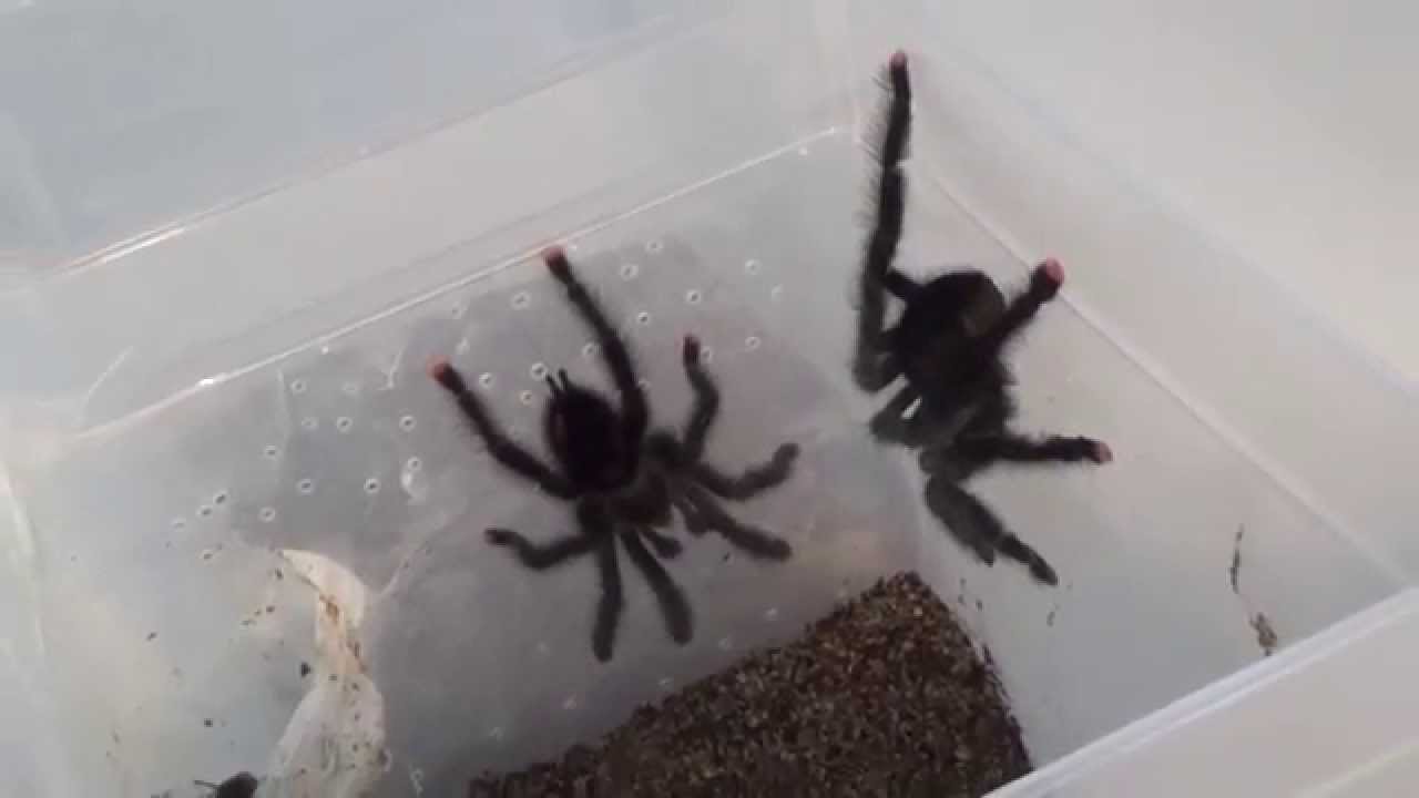 video phone beyonce mp3 Pinktoe tarantula mating