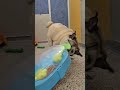 Bohdi (JA26-40) video