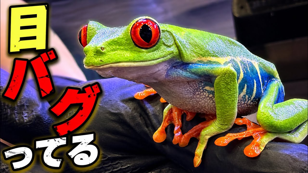 本物みたいなカエル 本物のカエルはどれでしょう？ . . . #かえる #カエル #frog #カエル