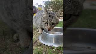 Friendly Street Cat Enjoying an Egg 🐱🥚 My Daily Visitor #Cat #StreetCat #IndianCat #Shorts