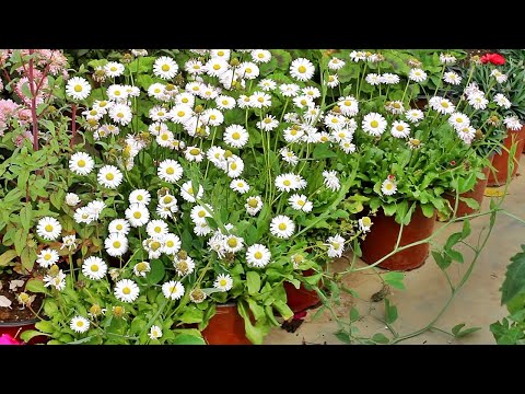 Video: English Daisy Ground Cover – Tipy pro pěstování trávníku Bellis