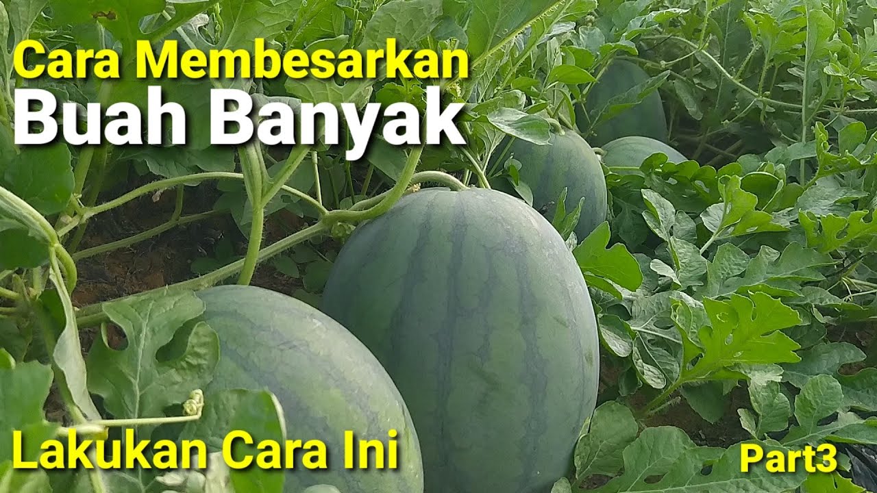 Cara Membesarkan Buah Semangka Agar Cepat Besar