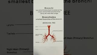 Bronchi