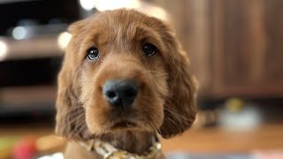 dogs videos compilation- Funny dogs compilation- Cute and Funny Dog Videos Compilation-  pethub