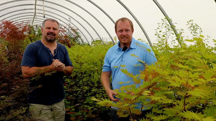 Plant Masters with Tim Nichols - Japanese Maples a...
