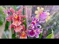 Наш ЛЕРУА МЕРЛЕН красавчик😃 ОРХИДЕИ фаленопсис дендробиум камбрия орхидея
