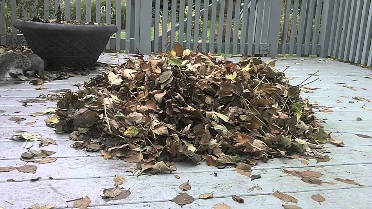 Squirrels in a Leaf Pile - YouTube